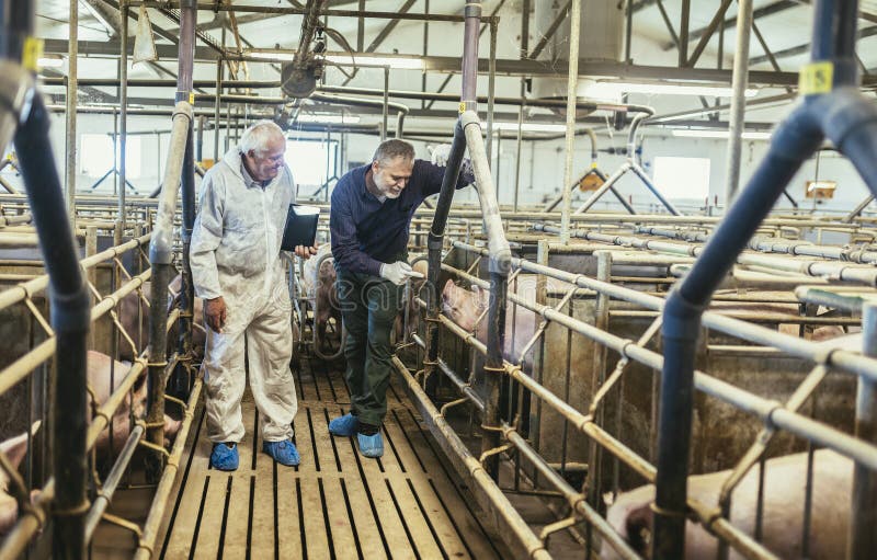 Vétérinaire principal et agriculteur debout à la ferme de cochon photos libres de droits