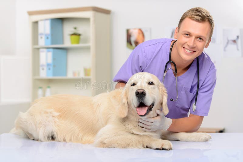 Vétérinaire professionnel examinant un chien photographie stock Vétérinaire professionnel examinant un chien photographie stock
