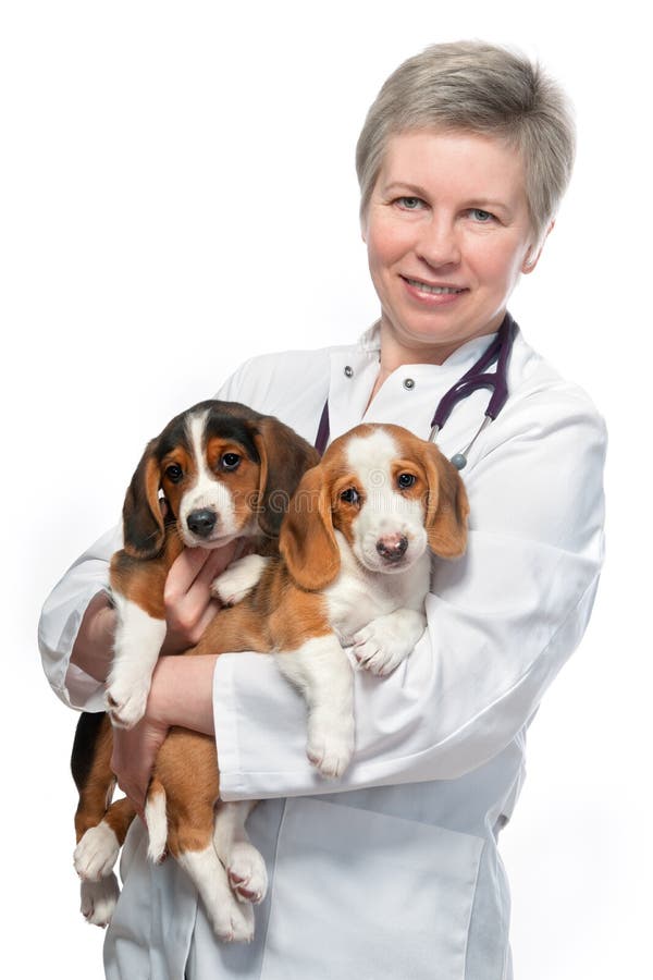 Vétérinaire retenant deux ou trois chiots mignons photo stock Vétérinaire retenant deux ou trois chiots mignons photo stock