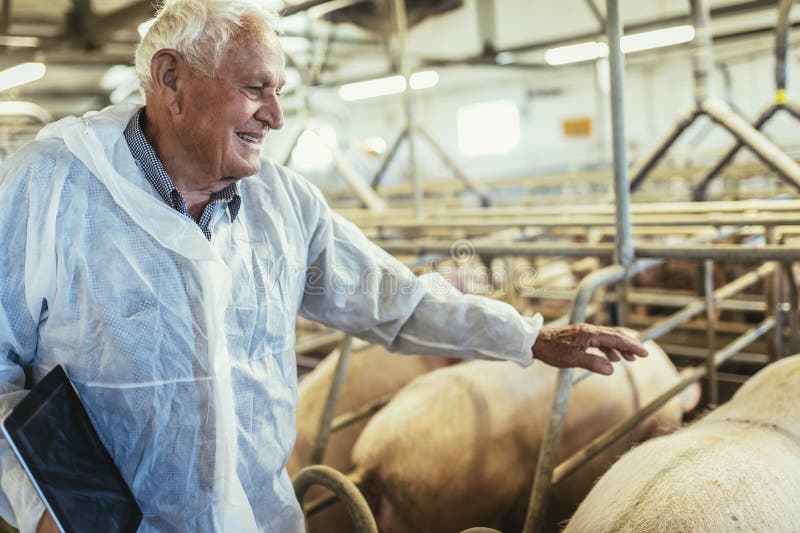 Vétérinaire se tient à la ferme de cochons et vérifie la santé des porcs images stock