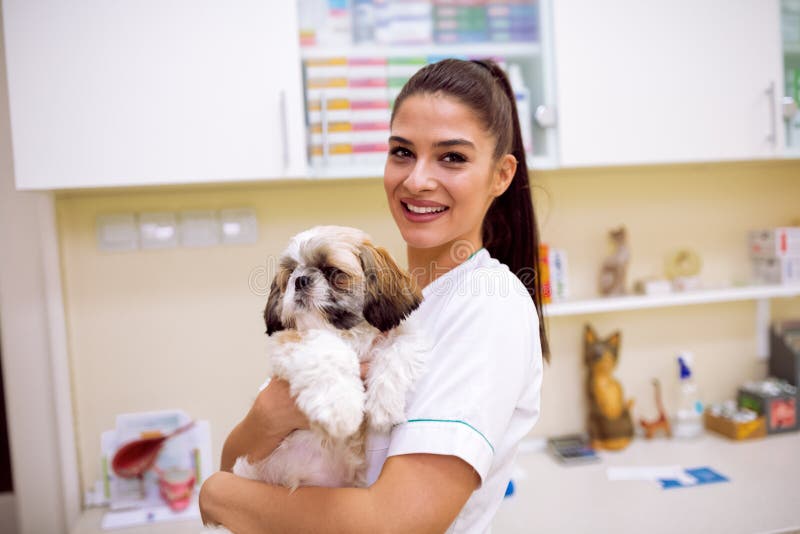 Vétérinaire tenant le petit chien à l'ambulance d'animal familier photo stock Vétérinaire tenant le petit chien à l'ambulance d'animal familier photo stock