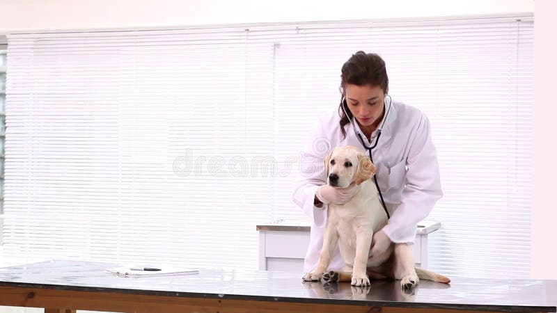 Vétérinaire vérifiant un chiot jaune de Labrador