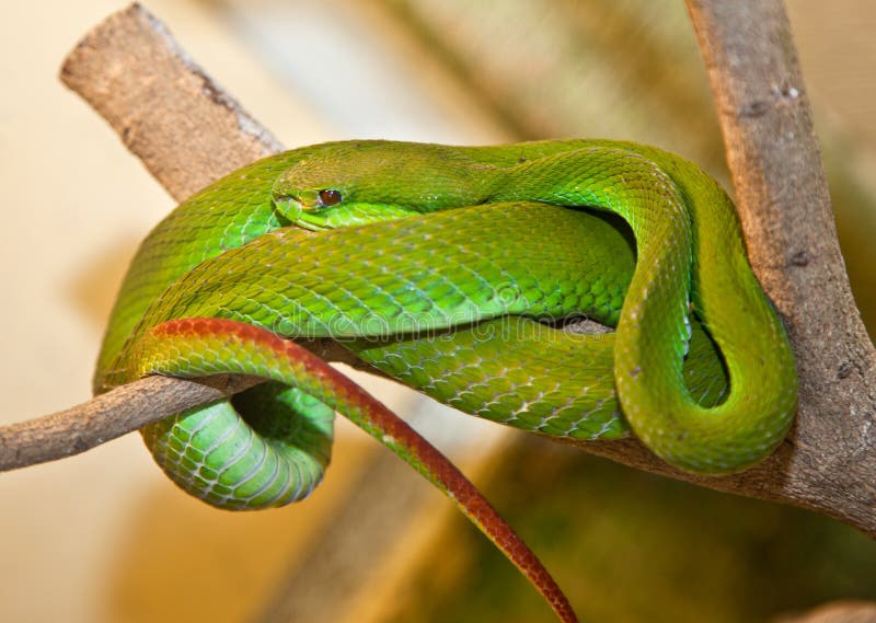Víbora-de-árvore-de-lábios-brancos. Indonésia foto de stock royalty free