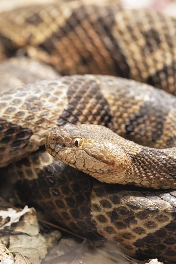 Víbora de hoyo venenosa septentrional de Copperhead encontrada en Norteamérica del este foto de archivo Víbora de hoyo venenosa septentrional de Copperhead encontrada en Norteamérica del este foto de archivo