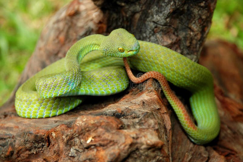Víbora-de-folha fotografia de stock royalty free