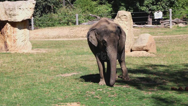 Vídeo divertido con dacing como elefante del bebé