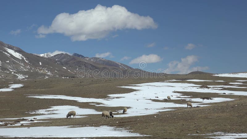 Vídeo do bando de ovelhas a pastorear na encosta de altai com neve sob céu azul e nuvens