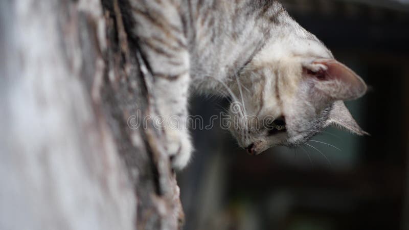 Vídeo vertical del gato que miente en la madera almacen de video