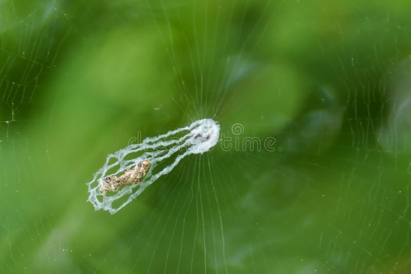 Spider webs are woven to wrap their prey. Spider webs are woven to wrap their prey.