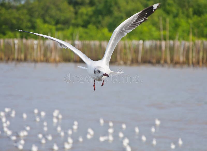 Vôo branco sozinho da gaivota no céu sobre o mar imagem de stock Vôo branco sozinho da gaivota no céu sobre o mar imagem de stock