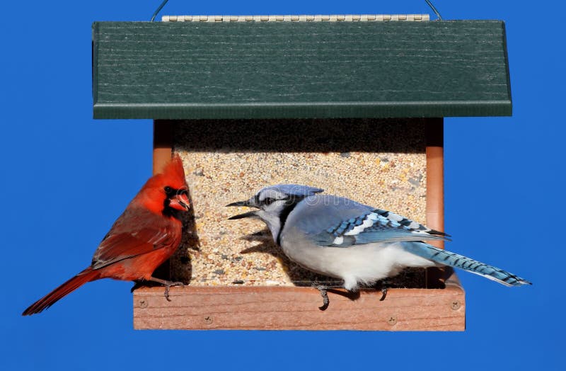 Blue Jay (Cyanocitta cristata) and Northern Cardinal (Cardinalis) on a feeder with a blue background. Blue Jay (Cyanocitta cristata) and Northern Cardinal (Cardinalis) on a feeder with a blue background