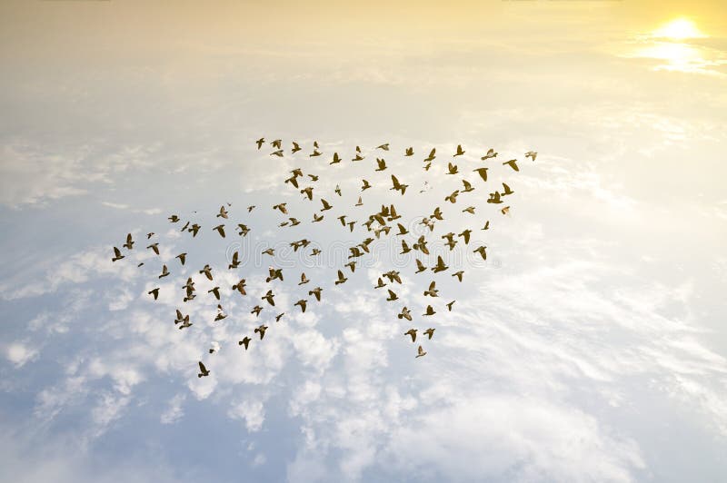 Vögel auf Himmel, Wachstumsentwicklungskonzept stockfotos Vögel auf Himmel, Wachstumsentwicklungskonzept stockfotos