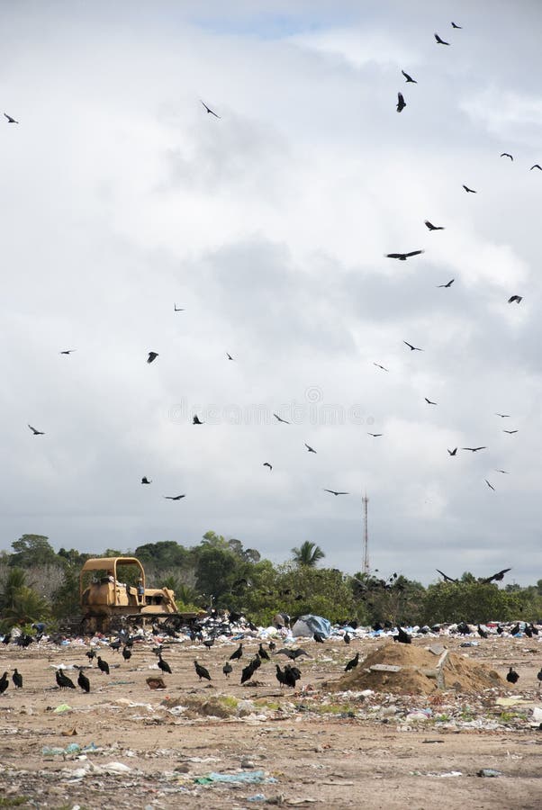 A lot of big birds at landfill. A lot of big birds at landfill