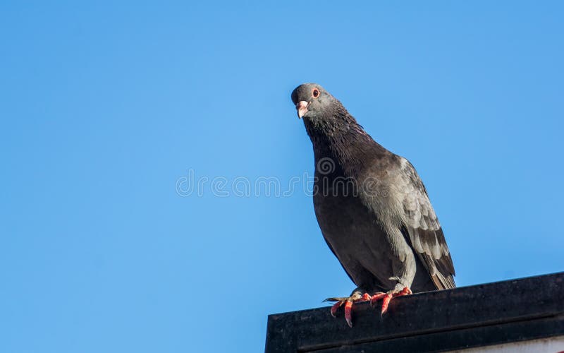 Vögel, die entlang ich so ernst anstarren stockbild Vögel, die entlang ich so ernst anstarren stockbild