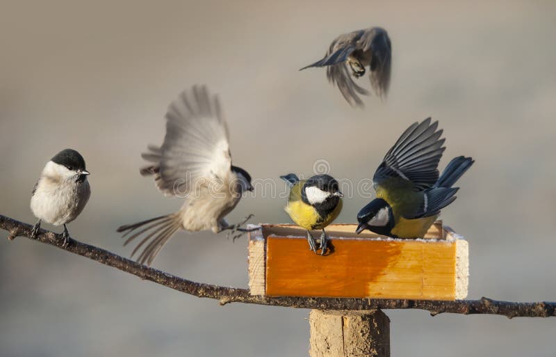 Vögel, die Startwert für Zufallsgenerator von der Vogelzufuhr essen
