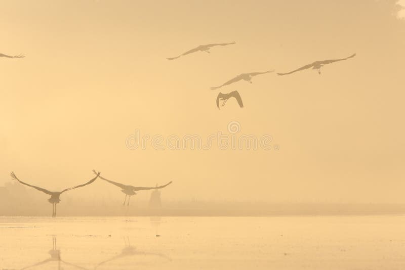 Vögel im Nebelsee stockbild Vögel im Nebelsee stockbild