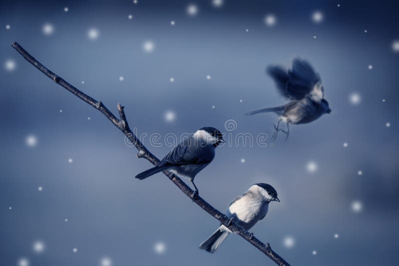 Vögel im Winter stockfoto Vögel im Winter stockfoto