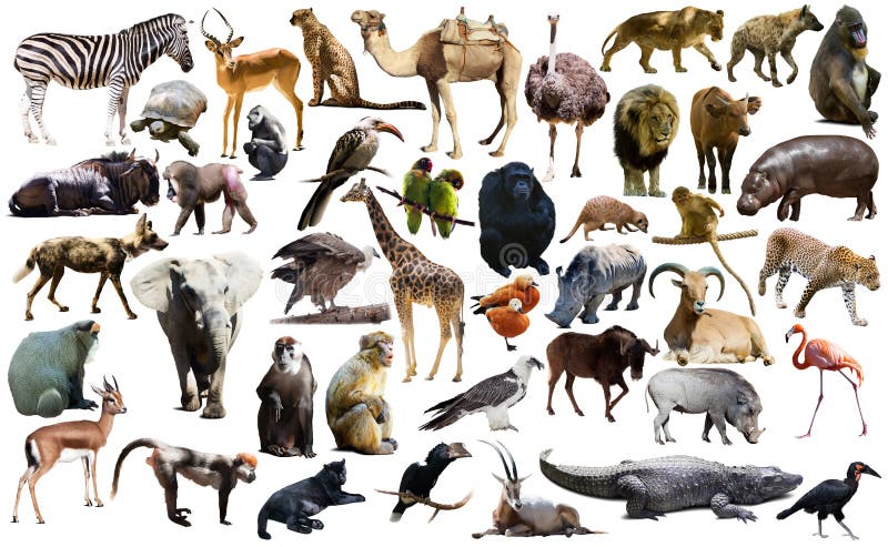 Vögel, Säugetier und andere Tiere von Afrika lokalisierten stockbild Vögel, Säugetier und andere Tiere von Afrika lokalisierten stockbild