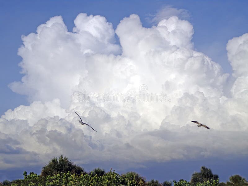 Vögel und geschwollene Wolke lizenzfreie stockfotografie Vögel und geschwollene Wolke lizenzfreie stockfotografie