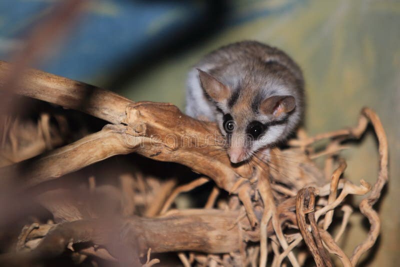 GartenHaselmaus, Eliomys Quercinus, 2 Monate Alte