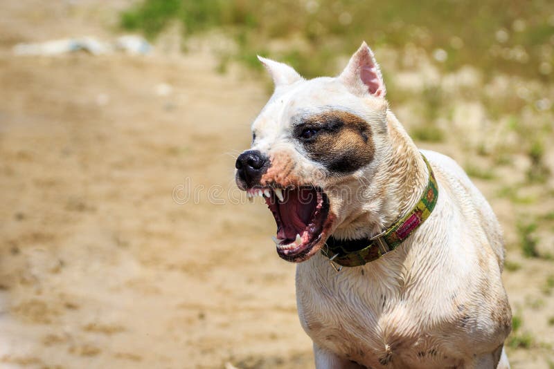 Wütender Hund stockbild. Bild von barke, hunde, öffnung 42172885