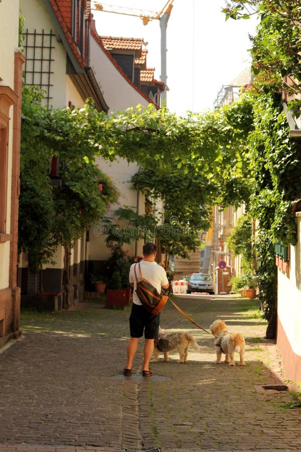 W centrum Heidelberg, Niemcy. Zwyczajny życzliwy w centrum Heidelberg podczas południe sightseeings i robić zakupy Heidelberg jest piąty co do wielkości miastem w Niemieckim stanie Baden-WÃ ¼ rttemberg Heidelberg jest częścią gęsto ludnościowy Neckar Wielkomiejski region