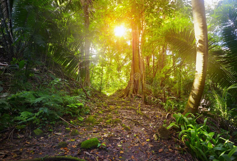 In the jungle, the archaeological park Cebal, Guatemala. In the jungle, the archaeological park Cebal, Guatemala.