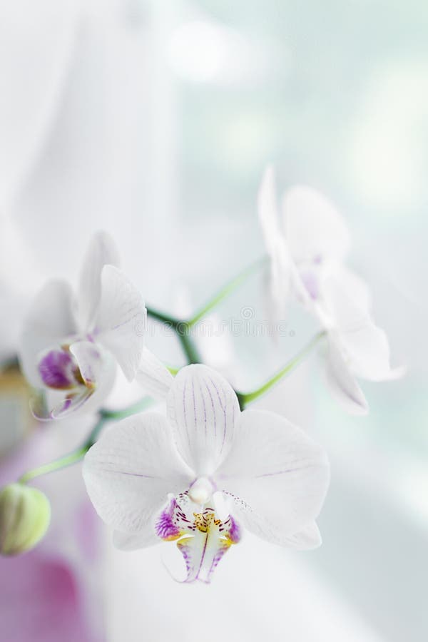 W g? r? biel kwiat zamkni? ta orchidea Selekcyjna ostro?? Vertical rama Świeżych kwiatów naturalny tło fotografia royalty free