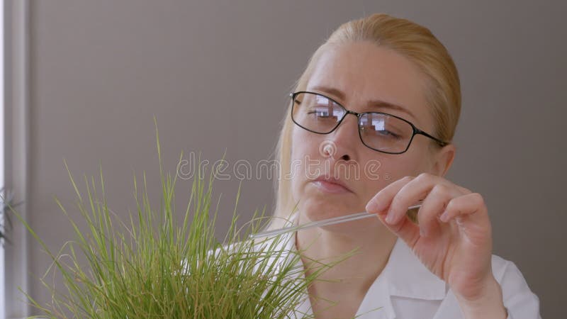 W g?r? kobiety w szk?ach w laboratorium egzamininuje flance osuszka yellowed trawa, dotyka szklanego pr?cie