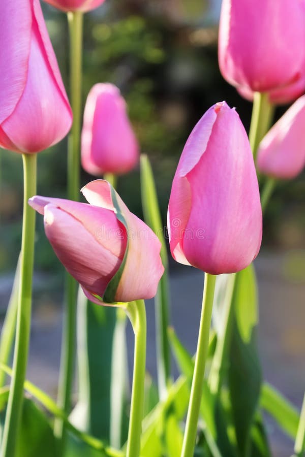 W górę miękkiej ostrości piękny różowy tulipanów rosnąć outside w wiośnie z bokeh tłem obrazy royalty free W górę miękkiej ostrości piękny różowy tulipanów rosnąć outside w wiośnie z bokeh tłem obrazy royalty free
