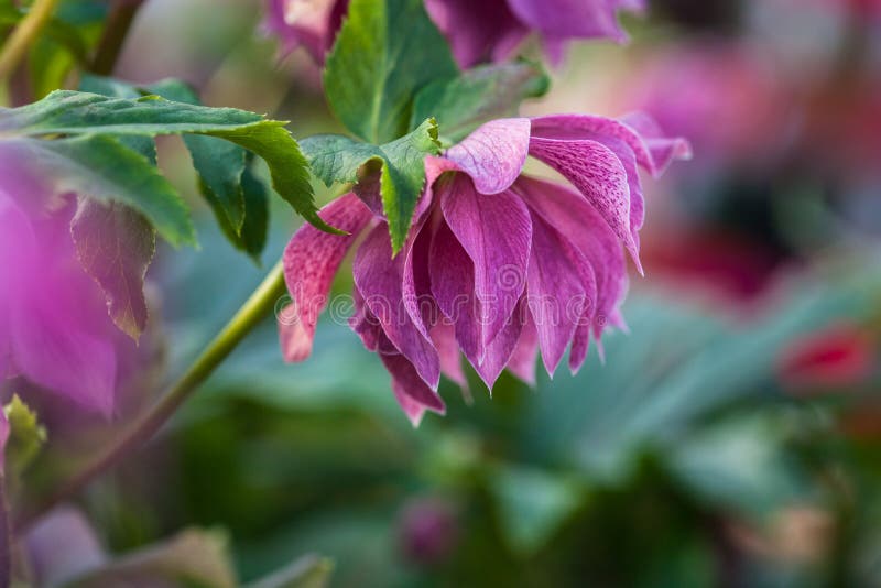 W górę fotografii piękni purpur menchii kopii kwiaty lenten różany Elly Helleborus orientalis kwitnąć zdjęcia stock W górę fotografii piękni purpur menchii kopii kwiaty lenten różany Elly Helleborus orientalis kwitnąć zdjęcia stock