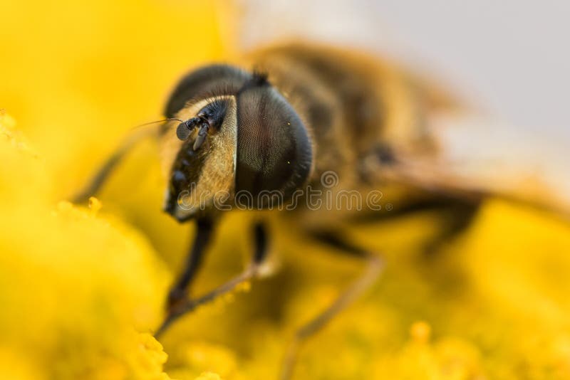 W górę hoverfly, syrphidae zdjęcia royalty free W górę hoverfly, syrphidae zdjęcia royalty free