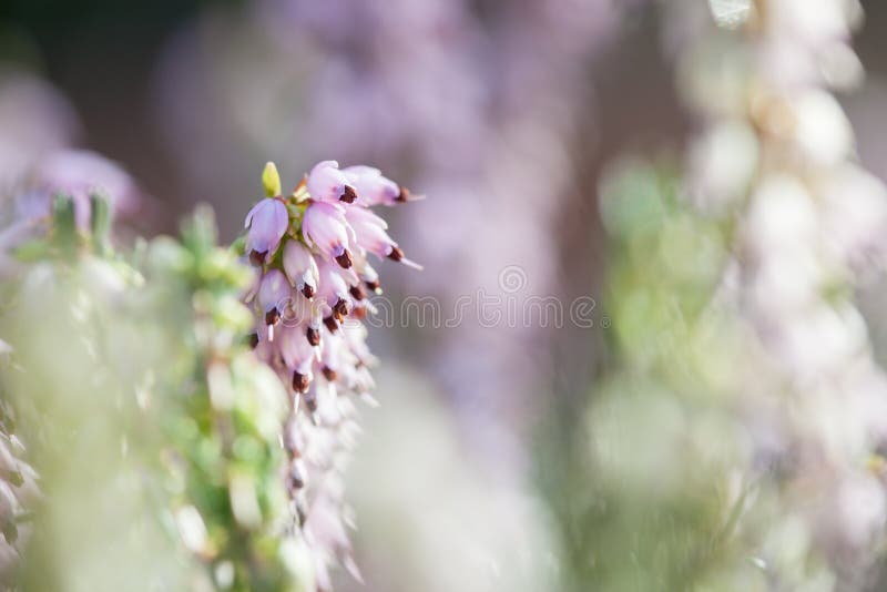 W górę makro- fotografii ładny menchii Erica darleyensis kwiatów zimy wrzosowisko w wczesnym wiosna ogródzie podczas słonecznego zdjęcie stock W górę makro- fotografii ładny menchii Erica darleyensis kwiatów zimy wrzosowisko w wczesnym wiosna ogródzie podczas słonecznego zdjęcie stock