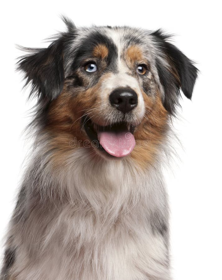 Close-up of Australian Shepherd dog, 1 year old, in front of white background. Close-up of Australian Shepherd dog, 1 year old, in front of white background