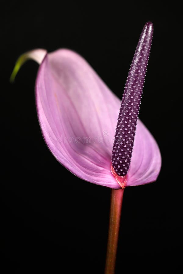 W górę różowego anthurium flaminga kwiatu na czarnym tle Makro- fotografia natura