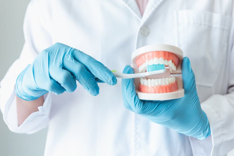 w górę Stomatologicznej Ortodontycznej lekarki Demonstruje instrukcję Czyści zęby Z Toothbrush na szczęka modelu, opieka zdrowotn obrazy stock w górę Stomatologicznej Ortodontycznej lekarki Demonstruje instrukcję Czyści zęby Z Toothbrush na szczęka modelu, opieka zdrowotn obrazy stock