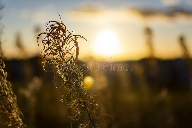 W górę suchej trawy na polu podczas zmierzchu w jesieni, doskonalić bokeh, piękny niebo, główne atrakcje Perfect t?o zdjęcie royalty free W górę suchej trawy na polu podczas zmierzchu w jesieni, doskonalić bokeh, piękny niebo, główne atrakcje Perfect t?o zdjęcie royalty free