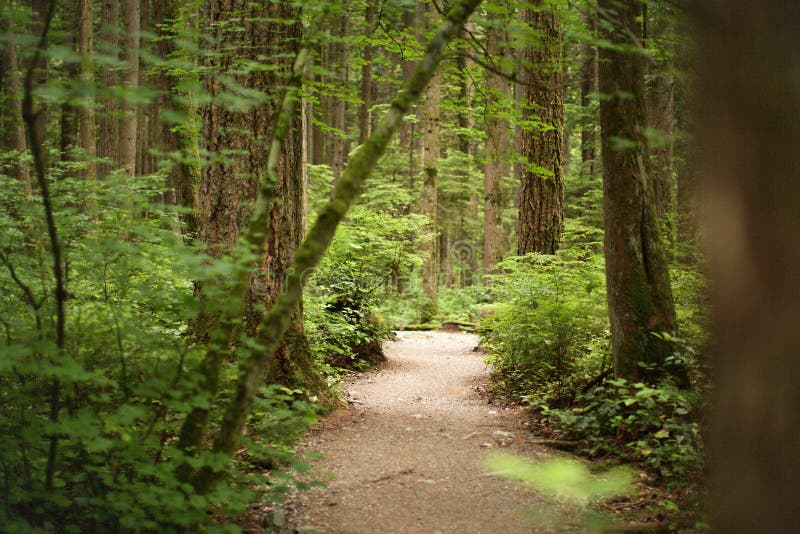 W lesie Pacyficzny ducha park, Vancouver, kolumbiowie brytyjska Kanada obraz stock W lesie Pacyficzny ducha park, Vancouver, kolumbiowie brytyjska Kanada obraz stock
