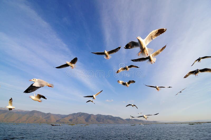 Flying birds in blue sky. This short was taken at Inle lake, Myanmar. Flying birds in blue sky. This short was taken at Inle lake, Myanmar