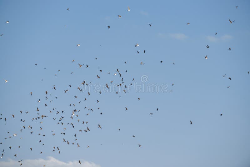 Group of Flying birds in blue sky. Group of Flying birds in blue sky