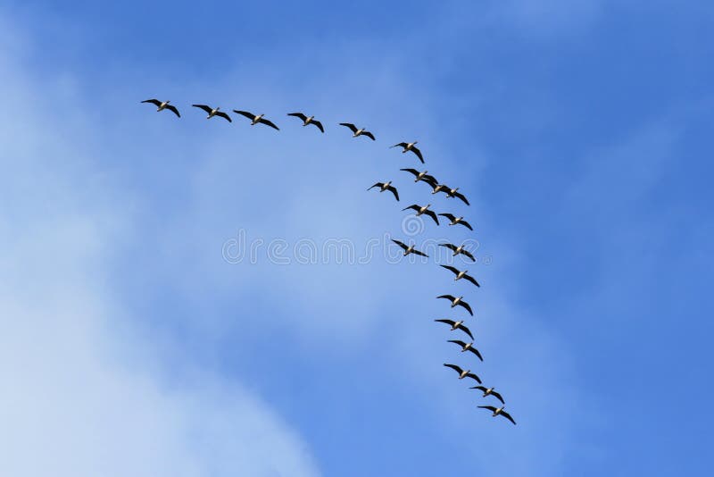W niebieskim niebie latający ptaki
