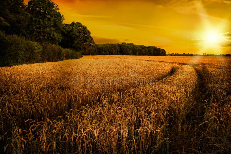 W Późnego Lata Słońcu pszeniczny Dojrzenie, Shropshire fotografia stock W Późnego Lata Słońcu pszeniczny Dojrzenie, Shropshire fotografia stock