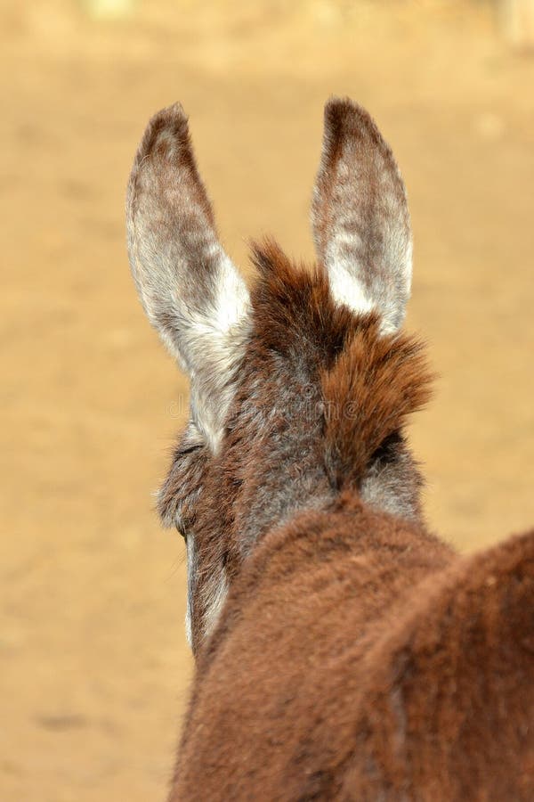 Waakzame ezelsoren van erachter royalty-vrije stock foto Waakzame ezelsoren van erachter royalty-vrije stock foto