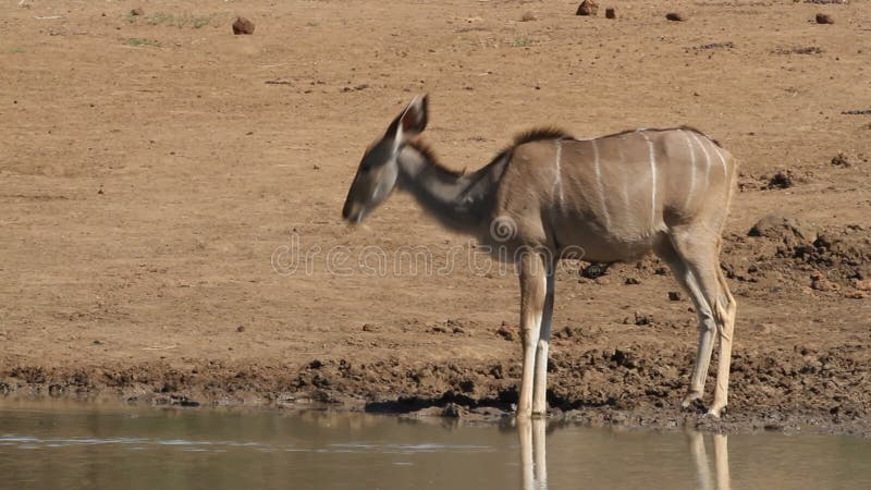 Waakzame kuduantilope