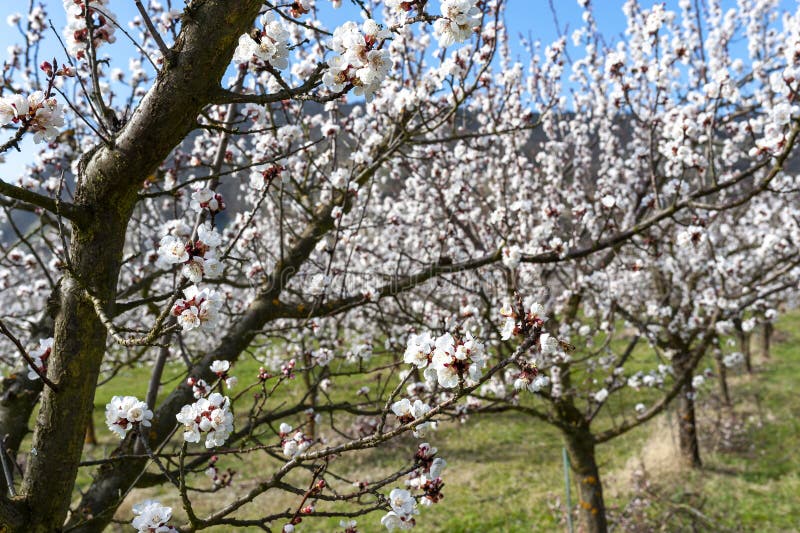 Wachau Austria Apricot stock photo. Image of europe 216319354