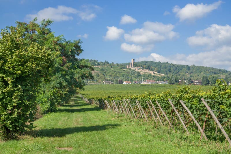 The popular and famous Wine Village of Wachenheim near Neustadt an der Weinstrasse, german Wine Route,Rhineland-Palatinate,Germany. The popular and famous Wine Village of Wachenheim near Neustadt an der Weinstrasse, german Wine Route,Rhineland-Palatinate,Germany