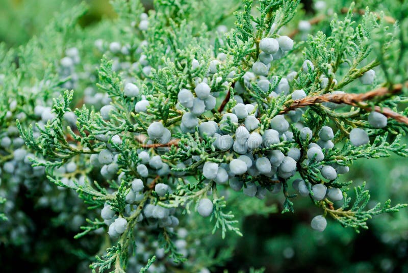 Wacholderbusch Bush lizenzfreies stockbild Wacholderbusch Bush lizenzfreies stockbild