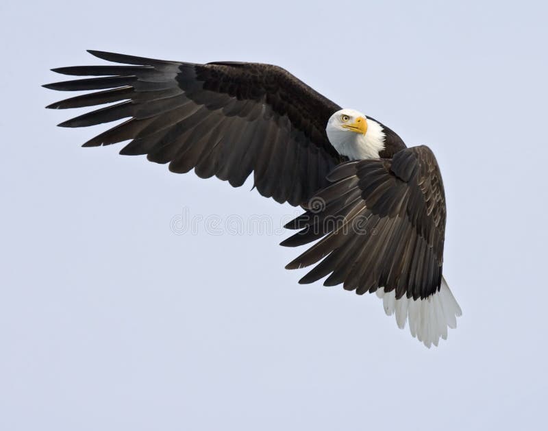 Watchful eagle flying in blue sky with wing outstretched. Watchful eagle flying in blue sky with wing outstretched