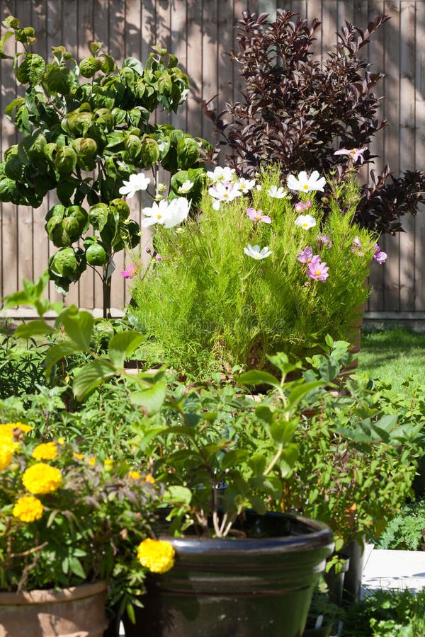 Wachsende Anlagen und Blumen des Gärtnerparadieses stockfoto