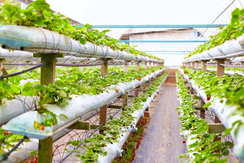 Wachsende Erdbeeren Im Gewächshaus Stockfoto Bild von garten, fabrik